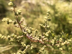 Chenopodium baccatum