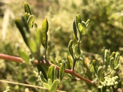 Chenopodium baccatum