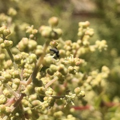 Chenopodium baccatum