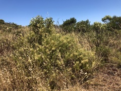 Chenopodium baccatum