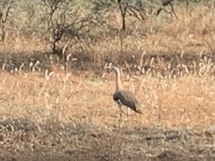 Neotis denhami denhami