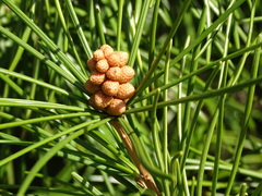 Sciadopitys verticillata