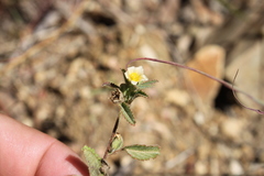 Malvastrum americanum