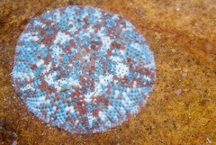 Parvulastra dyscrita