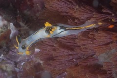 Polycera sp-a