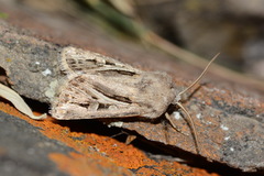 Agrotis bifurca
