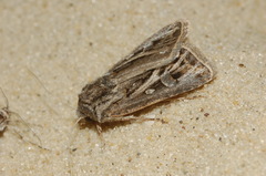 Agrotis bifurca