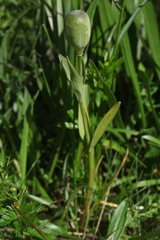 Fritillaria collina