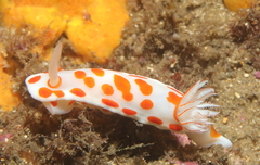 Goniobranchus tasmaniensis