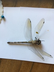 Hemicordulia australiae