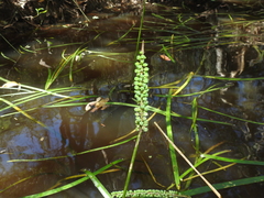 Triglochin multifructa