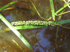 Triglochin multifructa