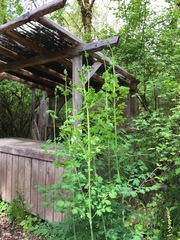 Thalictrum fendleri polycarpum