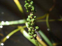 Triglochin multifructa