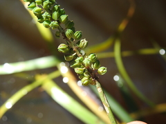 Triglochin multifructa