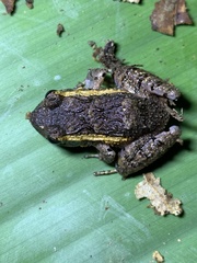 Craugastor polyptychus