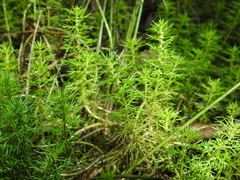 Myriophyllum gracile