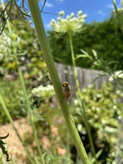 Eristalinus punctulatus
