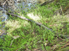 Myriophyllum gracile