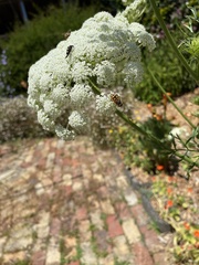 Eristalinus punctulatus