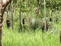 Cycas calcicola