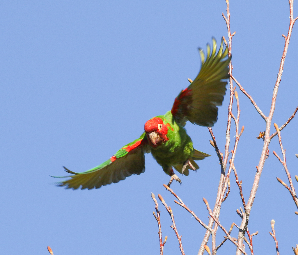 Aratinga de Guayaquil, Psittacara erythrogenys
