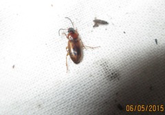 Stenolophus discophorus