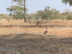 Neotis denhami denhami