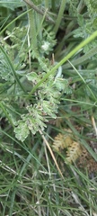 Chaerophyllum eriopodum