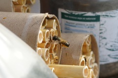 Osmia bicornis