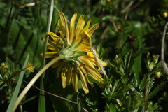 Taraxacum confusum