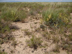 Astragalus curvicarpus