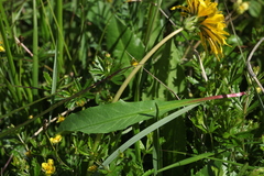 Taraxacum confusum