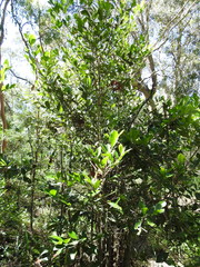 Cyclophyllum coprosmoides coprosmoides