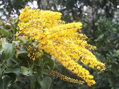 Barklya syringifolia