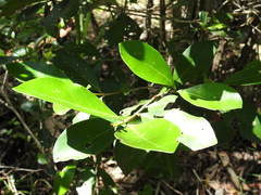 Cyclophyllum coprosmoides coprosmoides