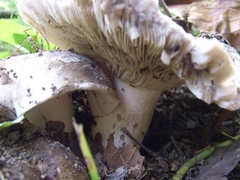 Russula nigricans
