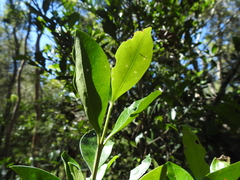 Cyclophyllum coprosmoides coprosmoides