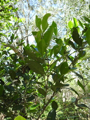 Cyclophyllum coprosmoides coprosmoides