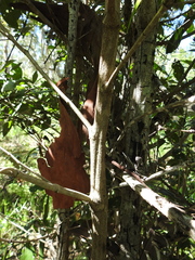 Cyclophyllum coprosmoides coprosmoides