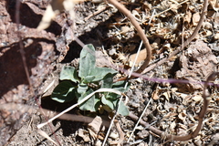 Asclepias scaposa