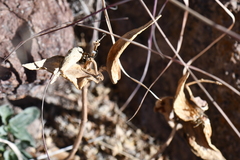 Asclepias scaposa