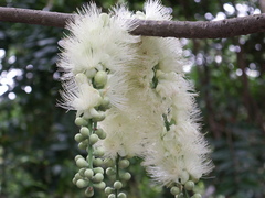 Barringtonia calyptrata