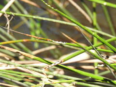 Machaerina articulata