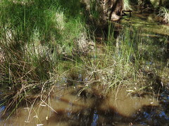 Machaerina articulata