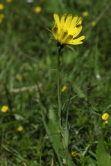 Tragopogon reticulatus