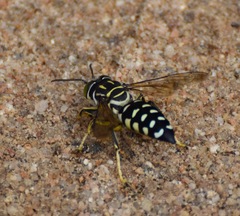Stictia maculata