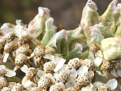 Aceria kiefferi