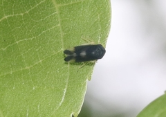 Pediopsoides distinctus