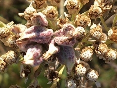 Aceria kiefferi